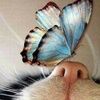 cthrngerard